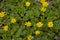 Bright yellow lesser celandine flowers,