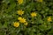 Bright yellow lesser celandine flowers,