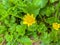 Bright yellow lesser celandine flowers, trembling in the wind, view from above - Ficaria verna photo