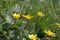 Bright yellow Lesser Celandine or pilewort flowers, Ficaria verna, blooming in spring, close-up side view