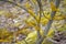 Bright yellow lichens on a gray tree trunk