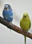 Bright Yellow and Light Blue Budgie in a Tree