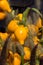 Bright yellow lovely ornamental fruits.`Solanum mammosum`,with distal end of the fruit`s resemblance to a human breast, while the