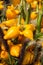 Bright yellow lovely ornamental fruits.`Solanum mammosum`,with distal end of the fruit`s resemblance to a human breast, while the