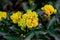 Bright yellow Mahonia aquifolium bush flowers on green leaves background in the garden in spring season close up.