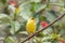 Bright yellow male Atlantic Canary bird Serinus canaria