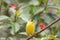 Bright yellow male Atlantic Canary bird Serinus canaria