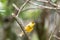 Bright yellow male Atlantic Canary bird Serinus canaria