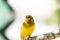 Bright yellow male Atlantic Canary bird Serinus canaria