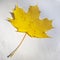 Bright yellow maple leaf lies on a fabric surface on a sunny day