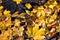 Bright yellow maples leaves on road with tile