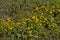 Bright yellow marsh marigold flowers and reed stems