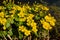 Bright yellow marsh-marigold or kingcup flowers