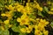 Bright yellow marsh-marigold or kingcup flowers, close up