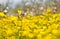 Bright yellow meadow buttercups in a meadow.