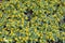 Bright yellow Melampodium flower. Melampodium divaricatum