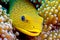 Bright yellow moray eel hides in corals that have grown on ocean bottom