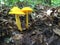 Bright yellow mushrooms on the forest floor