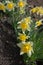 Bright yellow narcissuses against dry soil in flowerbed