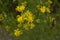 Bright yellow narrow-leaved ragwort flowers ( Senecio inaequidens )