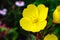 Bright yellow Oenothera flower in the garden
