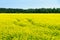 Bright yellow oilseed field