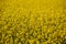 Bright yellow oilseed flowers