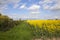 Bright yellow oilseed flowers