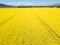 Bright yellow oilseed rape flowers in the field, zoom out aerial shot