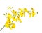 Bright yellow Oncidium