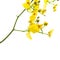 Bright yellow Oncidium orchid