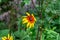 Bright yellow and orange Black-Eyed Susan Rudbeckia Hirta flower blossom in the meadow on grass field background in summer