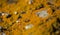 Bright yellow orange Caloplaca marina aka Orange Sea Lichen on rock