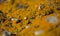 Bright yellow orange Caloplaca marina aka Orange Sea Lichen on rock