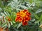 Bright yellow and orange french marigold. Close up of Tagetes patula in front of green meadow. Ornamental petal safari