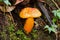 Bright yellow orange fungi mushroom growing on forest floor with