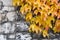 Bright yellow and orange ivy leaves on an old stone wall. Autumn background.