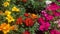 Bright yellow, orange, red and pink petunias in the garden