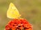 Bright yellow Orange Sulphur butterfly