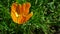 Bright yellow-orange Tulip on green grass background.