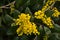 Bright yellow oregon grape flowers