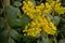 Bright yellow oregon grape flowers