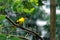 bright yellow oriole perched in a tree