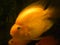 Bright yellow Parrot fish in the water with dark background