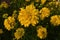 Bright yellow perennial Golden Glow Rudbeckia laciniata double-flowered plant