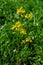 Bright yellow petals of wintercress in meadow