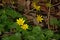 Bright yellow pilewort flowers along a creek - Ficaria verna