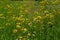 Bright yellow Pilosella caespitosa or Meadow Hawkweed flower, close up. Hieracium pratense Tausch or Yellow King Devil is tall,