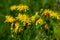 Bright yellow Pilosella caespitosa or Meadow Hawkweed flower, close up. Hieracium pratense Tausch or Yellow King Devil is tall,