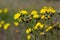 Bright yellow Pilosella caespitosa or Meadow Hawkweed flower, close up. Hieracium pratense Tausch or Yellow King Devil is tall,